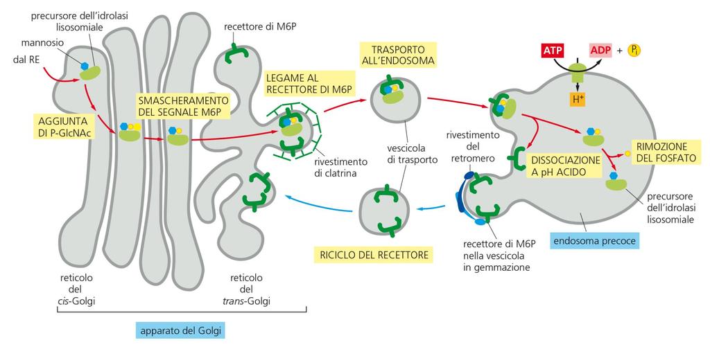Trasporto di proteine ai lisosomi Il M6P è riconosciuto da recettori per M6P che a sua volta favoriscono l assemblaggio delle vescicole rivestite di clatrina che partono dal trans-golgi.