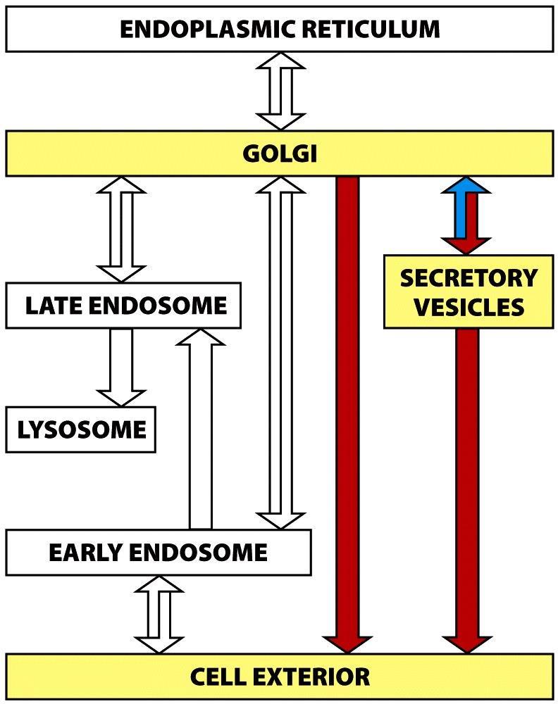 Il trasporto dal trans-golgi all esterno: esocitosi Le vescicole che si originano dal trans-golgi, oltre a confluire nei lisosomi, possono essere dirette alla