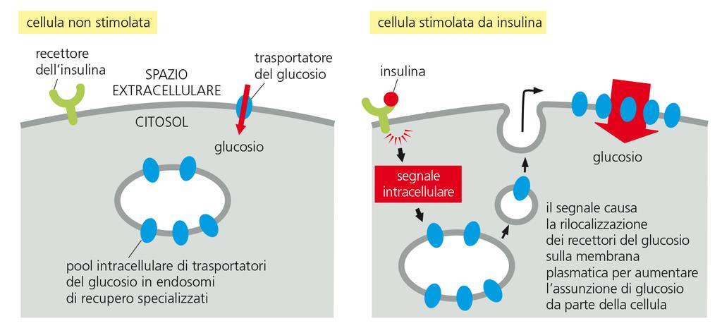 La via secretoria regolata Il trasportatore del glucosio GLUT4