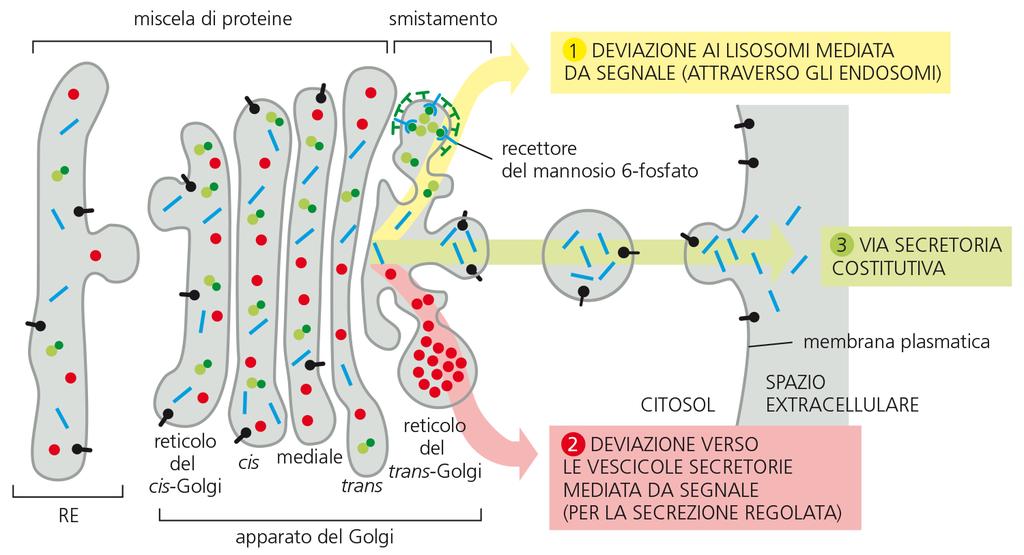 Le 3 vie di smistamento dal trans-golgi Dal trans-golgi, le proteine possono essere indirizzate: 1) Ai lisosomi (etichettate da