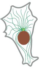 Ruolo dei filamenti citoscheletrici Microtubuli Si dispongono come una