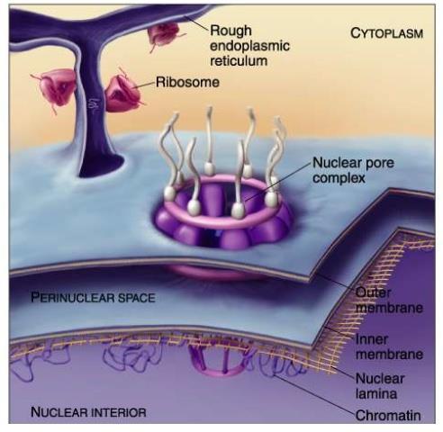 Ruolo dei filamenti citoscheletrici Filamenti intermedi Rivestono la faccia interna dell involucro nucleare formando una gabbia protettiva per il DNA (lamina nucleare), mentre nel citosol formano