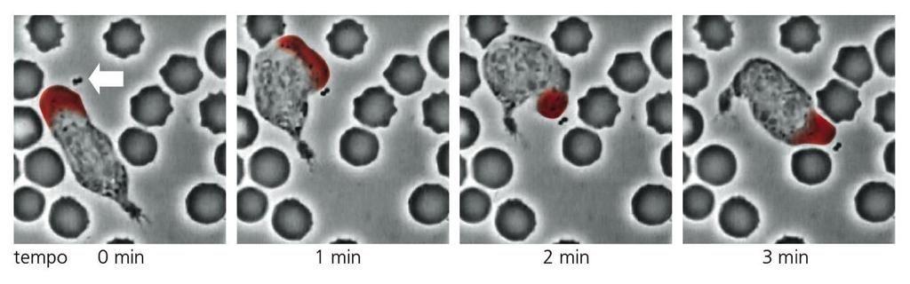 Esempio di rapida riorganizzazione del citoscheletro: neutrofili che inseguono i batteri Il neutrofilo striscia estendendo una struttura formata da