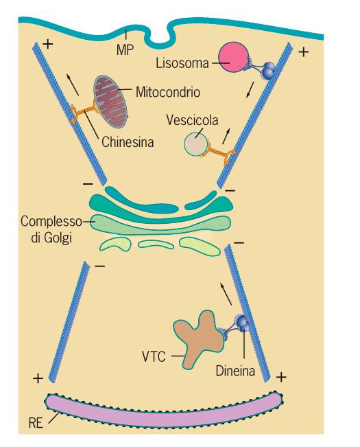 Chinesina e dineina cooperano per il trasporto di vescicole e organuli lungo i microtubuli I movimenti centripeti (dalla periferia al centro) richiedono l azione della dineina, proteina