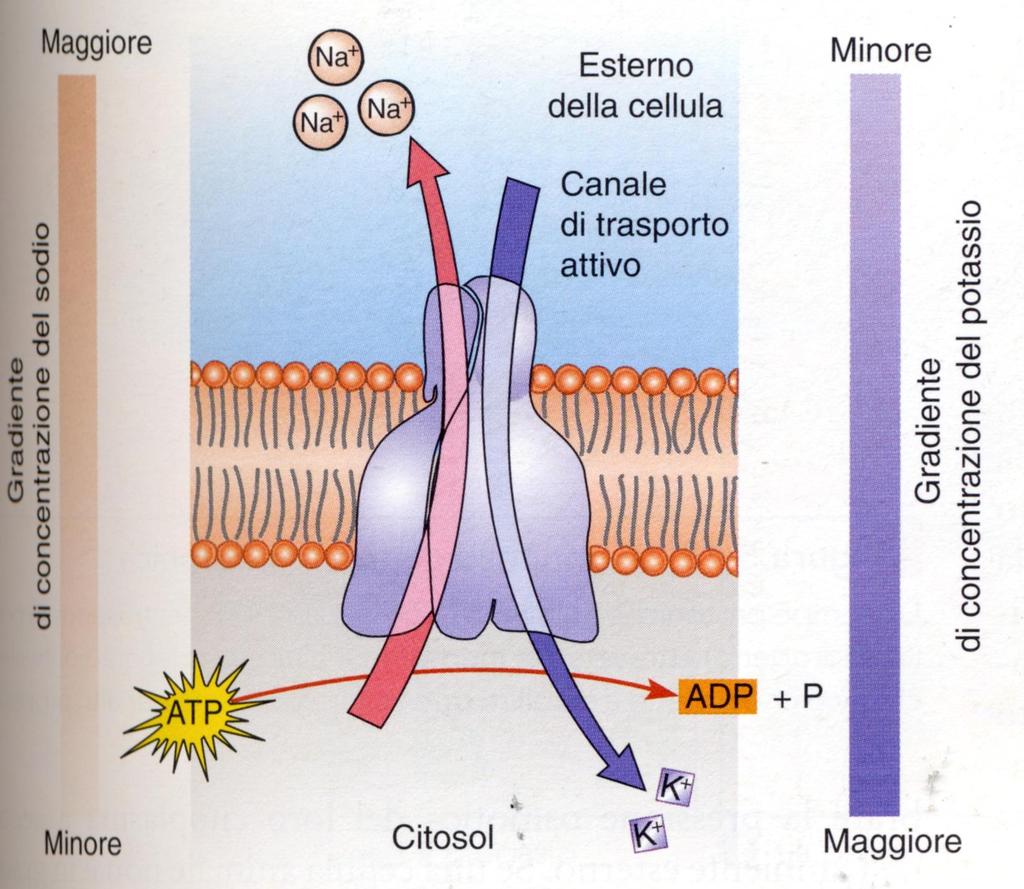 Trasporto attivo primario: la pompa sodio-potassio Carica netta fuori la cellula :