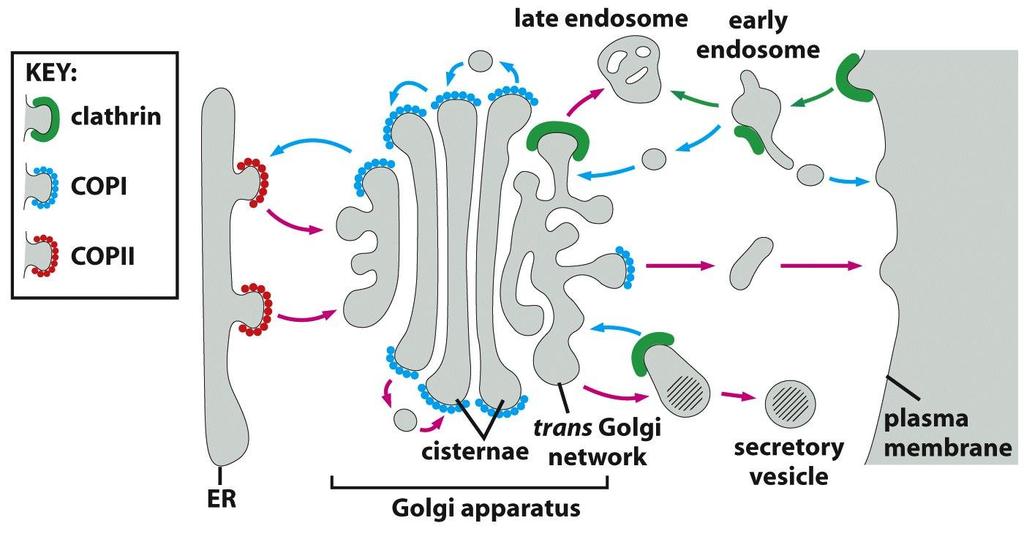 Le vescicole rivestite da clatrina mediano il trasporto dalla membrana plasmatica (via endocitica) e tra i compartimenti