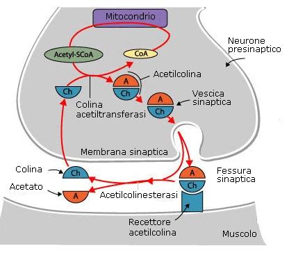 AGENTI E FARMACI COLINERGICI Influenzano la trasmissione colinergica: 1. agendo direttamente sui R colinergici post-sinaptici (da agonisti o da antagonisti) 2.