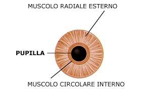 Muscolo sfintere dell iride (circolare