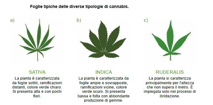 La pianta di Cannabis è una specie dioica, ovvero sviluppano l'organo riproduttivo maschile o quello femminile.