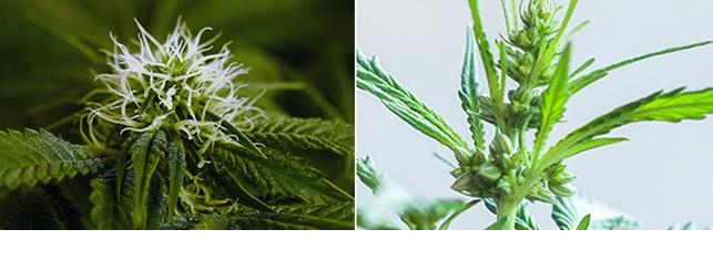 Piante di cannabis femmina (a sinistra) e maschile (a destra) Per la produzione di semi sono quindi necessarie almeno due piante di genere diverso e correnti d aria che consentano ai grani di polline