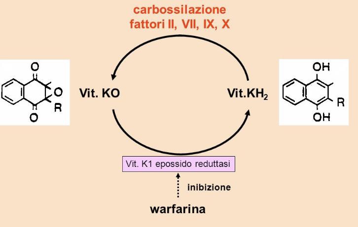 ANTICOAGULANTI ORALI (VKA) Agiscono a livello epatico come antagonisti della vitamina K interferendo con la sintesi dei fattori II, VII, IX, X, proteina C e proteina S determinando una minore