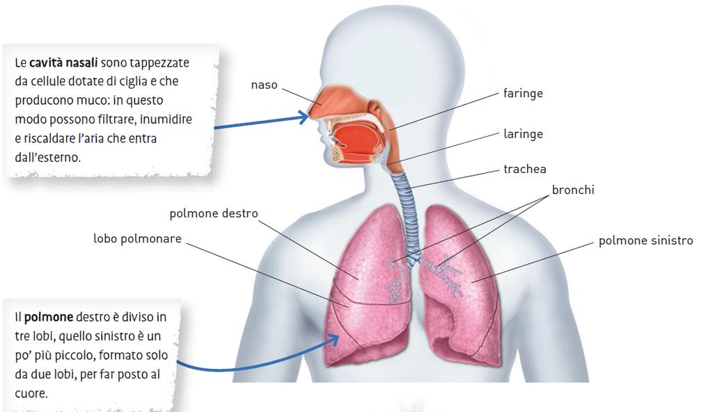 15. L apparato respiratorio L aria entra attraverso le cavità nasali, passa lungo la faringe e la laringe e scende nella