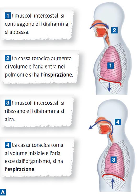 17. La ventilazione polmonare La ventilazione polmonare è il processo mediante il quale avviene lo scambio di aria tra polmoni e ambiente