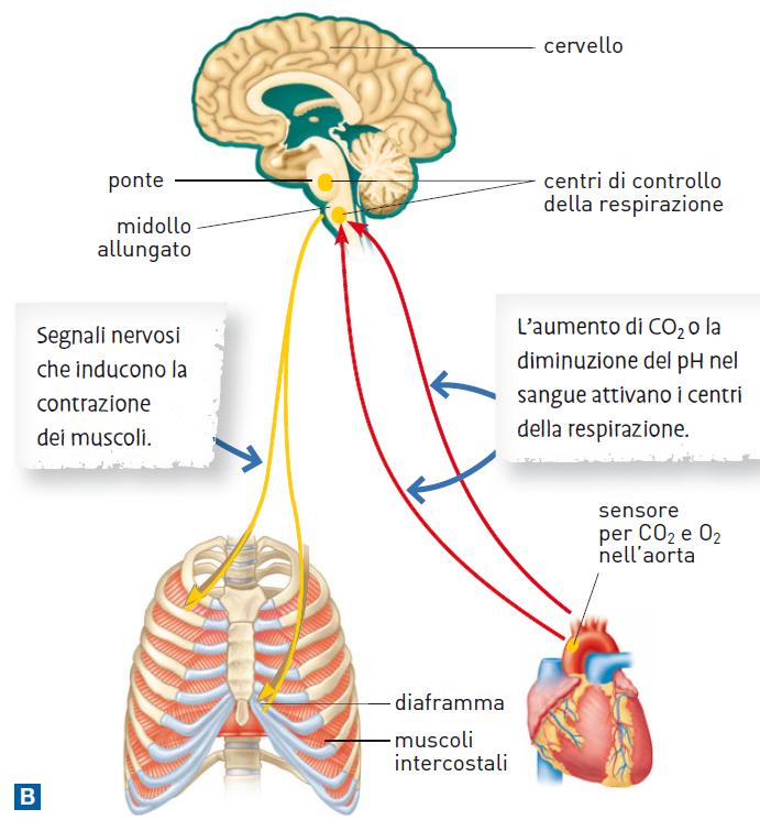 17. La ventilazione polmonare La respirazione è controllata in modo automatico e involontario dai centri nervosi della regolazione respiratoria che si trovano nel ponte e nel