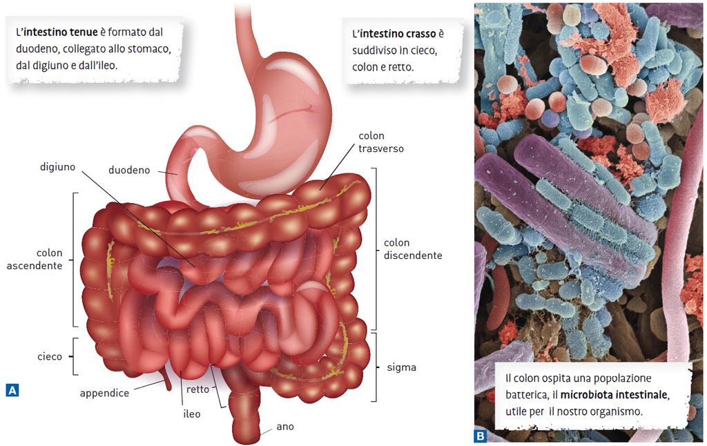 4. L intestino L intestino umano è costituito da due porzioni: intestino tenue, che si divide in duodeno, dove si completa la digestione, e