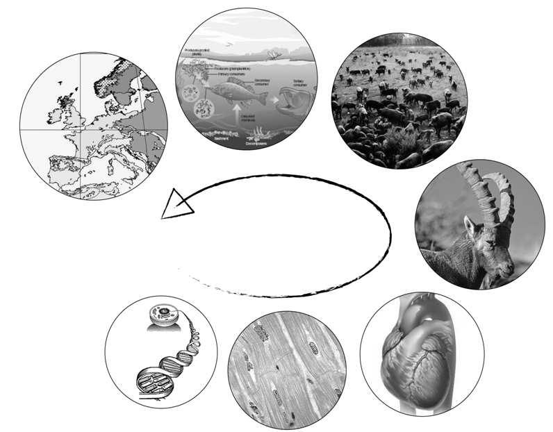 ecosistemi comunità popolazioni organismi organi tessuti