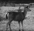 hemionus) scoiattolo grigio (Sciurus