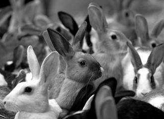 demografiche: i conigli di Fibonacci «Quante coppie di conigli si avranno dopo un anno partendo da una