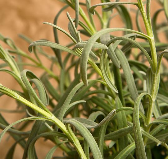 LAVANDA MELISSA SALVIA ANANAS CITRONELLA Pianta perenne cespugliosa, può raggiungere 1 metro di altezza.