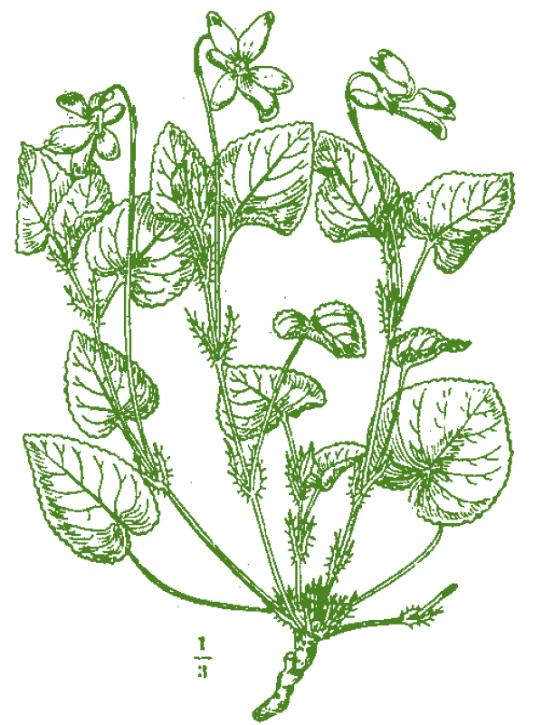 VIOLA SILVESTRE Viola reichenbachiana Jord ex Boreau Pianta erbacea perenna, molto diffusa all interno della Riserva. FUSTO: scapo fiorale foglioso.