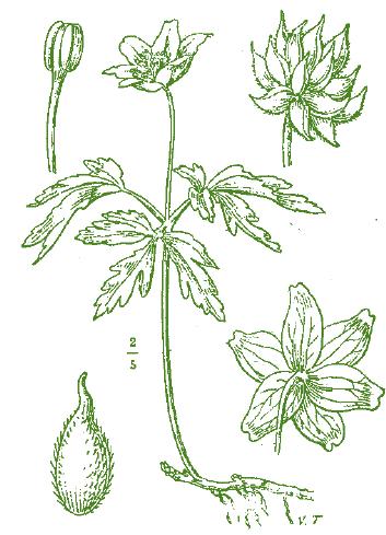 ANEMONE BIANCO Anemonoides nemorosa (L.) Holub Pianta erbacea perenne.