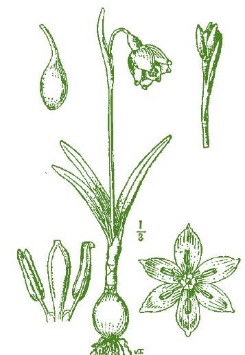 CAMPANELLA COMUNE Leucojum vernum L. Pianta erbacea, perenne e bulbosa; dà origine a caratteristiche fioriture precoci da febbraio ad aprile. FUSTO: compresso, bitagliente, lungo dai 10 ai 30 cm.