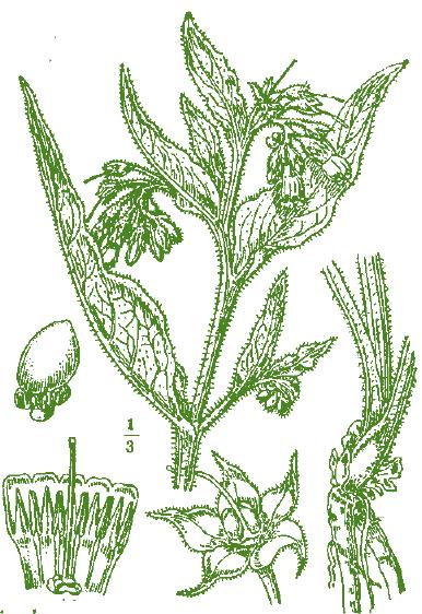 CONSOLIDA MAGGIORE Symphytum officinale L. Pianta che fin dall antichità era impiegata per la guarigione delle ferite ed era ritenuta utile contro lesioni e fratture alle ossa.