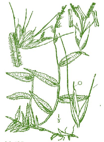 MIGLIO ONDULATO Oplismenus undulatifolius (Ard.) P. Beauv. Graminacea del sottobosco che forma caratteristiche coperture identificabili per il caratteristico aspetto ondulato delle foglie.