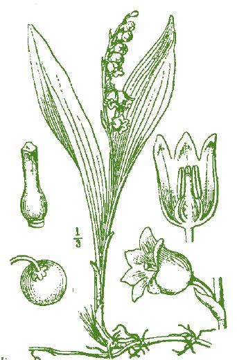 MUGHETTO Cavallaria majalis L. Pianta erbacea perenne, che presenta un fiore delicato e profumata; attenzione è anche una pianta velenosa. FUSTO: eretto, semplice, semi-cilindrico e bitagliente.