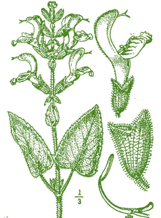 SALVIA VISCHIOSA Salvia glutinosa L.