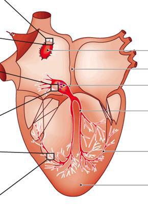 Proprietà dei miociti cardiaci: -eccitabilità -conduttività -contrattilità -ritmicità Miocardio atriale (eccitabilità e conduttività)