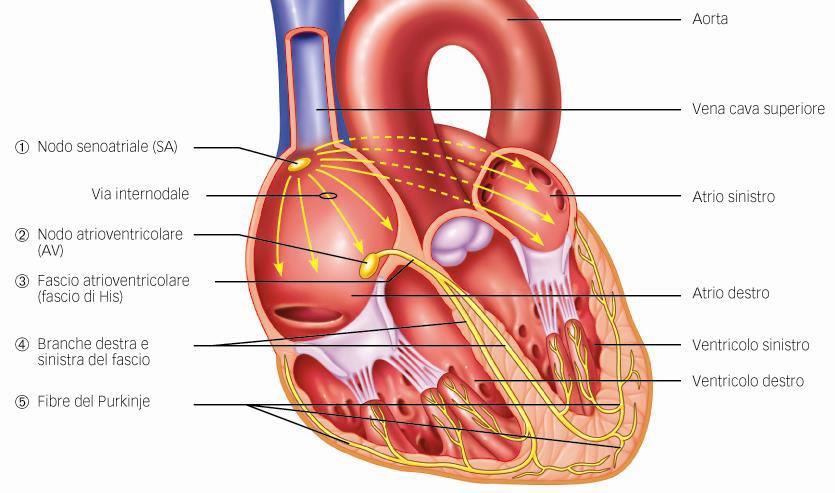 IL SISTEMA DI CONDUZIONE DEL CUORE Le cellule pacemaker sono concentrate nel nodo senoatriale, localizzato nella parte superiore dell atrio destro in prossimità dello sbocco della vena cava