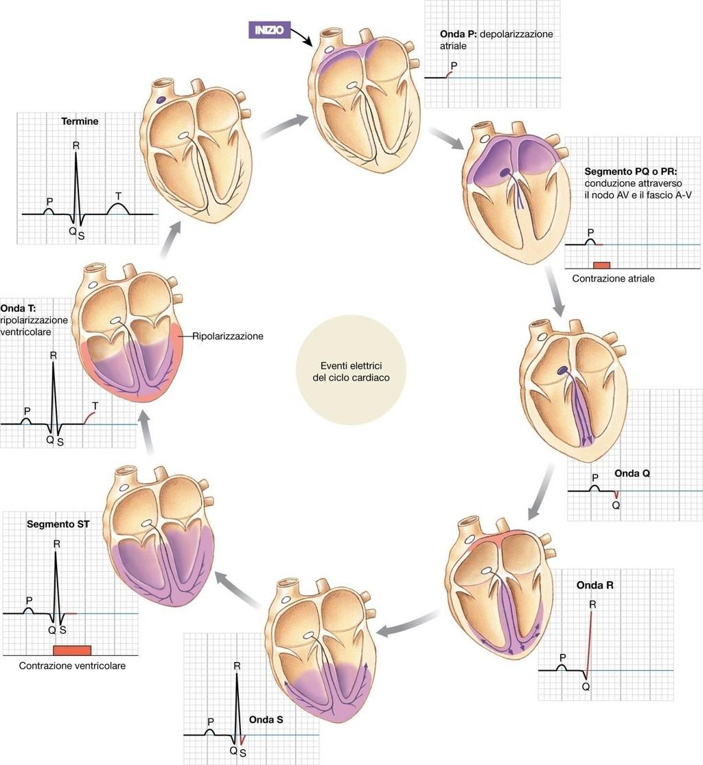 Gli eventi meccanici del ciclo cardiaco iniziano con lieve ritardo rispetto ai segnali elettrici.