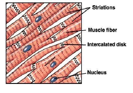 Muscolo cardiaco Cellule muscolari striate con fibre contrattili organizzate in sarcomeri; un solo nucleo; Le singole cellule muscolari cardiache si ramificano e si collegano con le cellule vicine