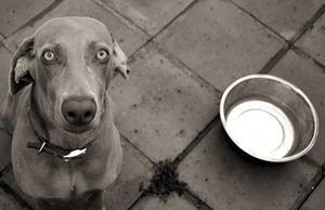 Ivan Petrovich Pavlov aveva osservato che i suoi cani tendevano a indirizzare i movimenti oculari e regolare le orecchie in risposta alle indicazioni che prevedevano l'arrivo di cibo.