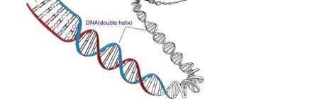 Quando si osservano i cromosomi essi si sono già duplicati, ossia sono costituiti da due cromatidi fratelli uniti a livello di una zona