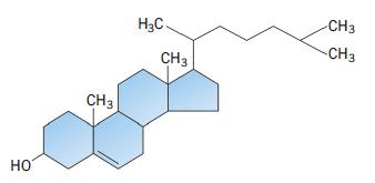 14. I lipidi Gli steroidi sono formati da quattro strutture ad anello.