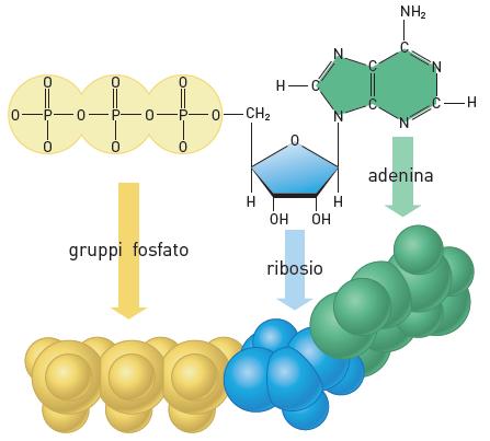17. L ATP Un altro nucleotide presente nelle cellule è l adenosintrifosfato o ATP. L ATP è usato nelle cellule come trasportatore di energia, che è immagazzinata nei legami tra i gruppi fosfato.