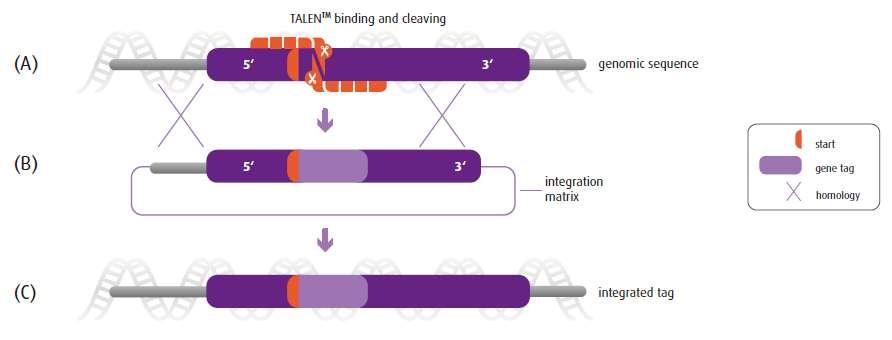 Gene modification Gene tagging with an Integration Matrix near a TALEN recognition site.
