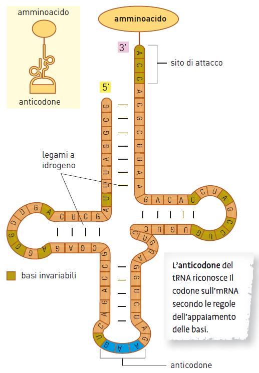 9. I ribosomi e l RNA di trasporto I codoni dell mrna vengono tradotti negli amminoacidi che costituiscono le proteine grazie all azione del trna.