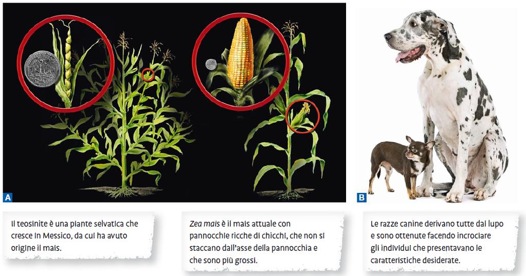 15. Origine delle biotecnologie La selezione artificiale ha permesso di ottenere varietà diverse di piante e razze eterogenee