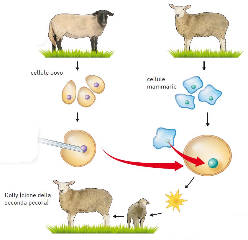 22. Animali transgenici e clonazione L ingegneria genetica consente di produrre mammiferi transgenici, in cui un gene estraneo di interesse viene inserito in una cellula uovo appena fecondata.