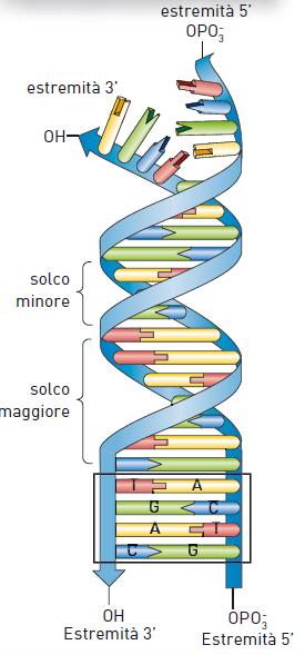 2. La doppia elica Le basi azotate poste su uno dei due filamenti di DNA si possono appaiare in modo specifico con quelle dell altro filamento (complementarietà).