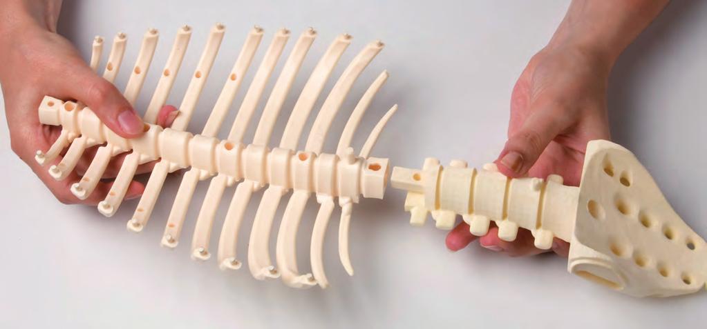 B 4. Unisci l insieme delle vertebre lombari e del coccige alle