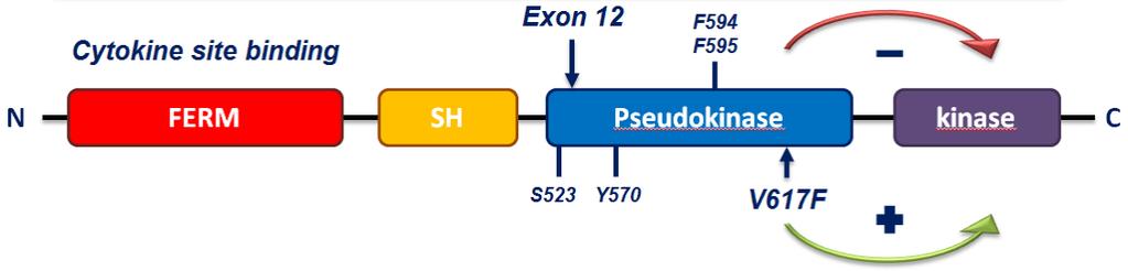 Figura 1. La mutazione V617F del gene JAK2 Figura 2. Il pathway di JAK/STAT.