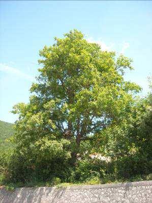 4, Roverella (Quercus pubescens),non raggiungibile causa attività di