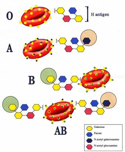 I Polisaccaridi Alcuni polisaccaridi si legano alle proteine delle membrane cellulari formando le glicoproteine.