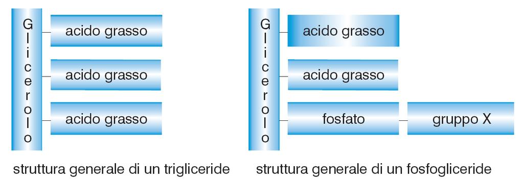 I Fosfolipidi I fosfogliceridi sono fosfolipidi con una struttura