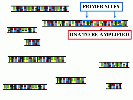Siti dei primers DNA target Lunghezza