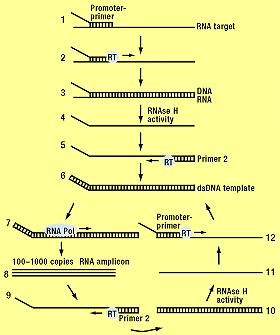 TRANSCRIPTION